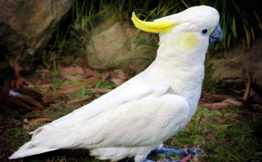 Yellow Crested Cockatoo Wallpaper 21303