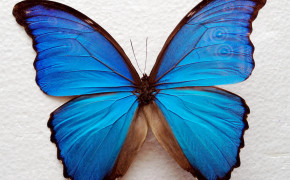 Blue Morpho Butterfly HD Wallpaper 20747