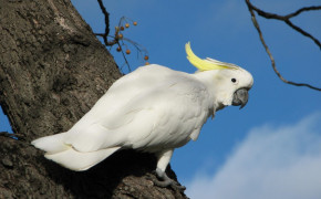 Yellow Crested Cockatoo HD Wallpaper 21297