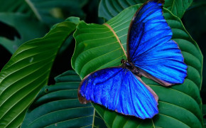 Blue Morpho Butterfly HD Background Wallpaper 20745