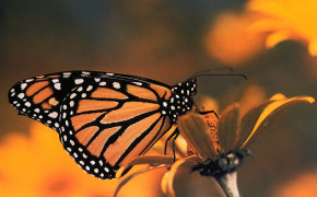Monarch Butterfly Widescreen Wallpapers 21104
