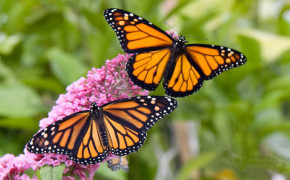 Monarch Butterfly HD Wallpapers 21099