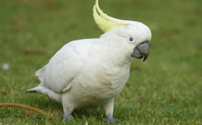 Yellow Crested Cockatoo HQ Background Wallpaper 21300