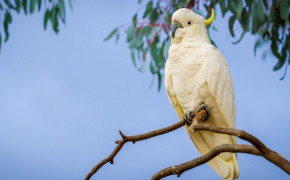 Yellow Crested Cockatoo HD Wallpapers 21298