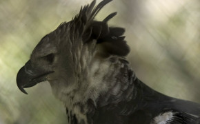 Harpy Eagle Widescreen Wallpapers 20975