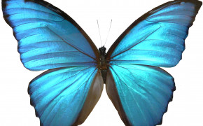 Blue Morpho Butterfly Widescreen Wallpapers 20754