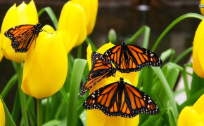 Monarch Butterfly Desktop Wallpaper 21096
