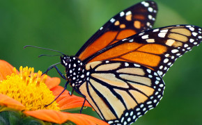 Monarch Butterfly HD Desktop Wallpaper 21097