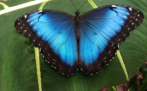 Blue Morpho Butterfly Desktop Wallpaper 20744