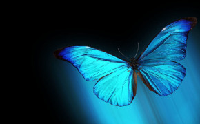 Blue Morpho Butterfly HQ Background Wallpaper 20750