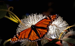 Monarch Butterfly Wallpaper HD 21102