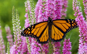 Monarch Butterfly HQ Desktop Wallpaper 21101