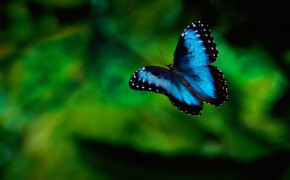 Blue Morpho Butterfly High Definition Wallpaper 20749