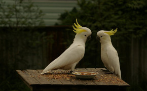 Yellow Crested Cockatoo Wallpaper HD 21302