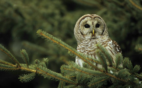 Barred Owl Background Wallpapers 20684