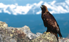 Golden Eagle HD Wallpapers 20912