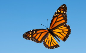 Monarch Butterfly Wallpaper 21103