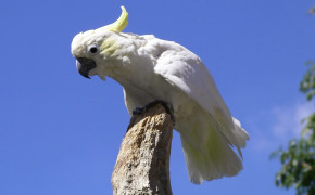 Yellow Crested Cockatoo Background Wallpapers 21292