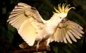 Yellow Crested Cockatoo Background Wallpaper 21291