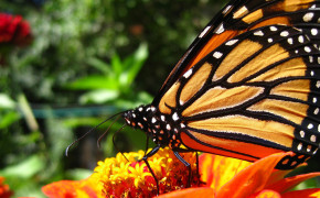 Monarch Butterfly HD Wallpaper 21098