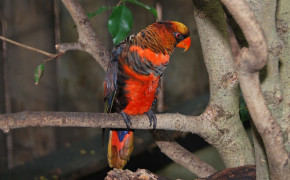 Dusky Lory HQ Background Wallpaper 20818
