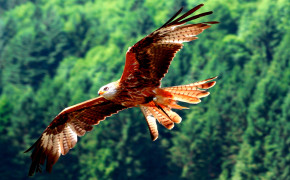 Red Kite Widescreen Wallpapers 21190