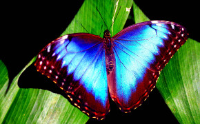 Blue Morpho Butterfly Background Wallpaper 20741
