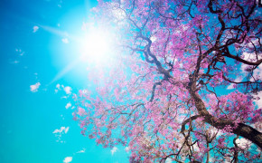 Spring New Wallpapers 02145
