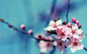 Spring Wallpapers 02151
