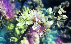 Spring HD Wallpapers 02141