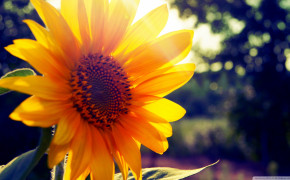 Sunflower Vintage HD Wallpapers 23731