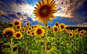 Sunflower Sunflower Farm Best Wallpaper 23693