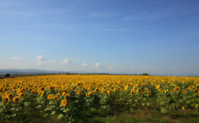 Sunflower Field Desktop Wallpaper 23685