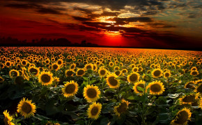 Sunflower Sunset Wallpaper 23724
