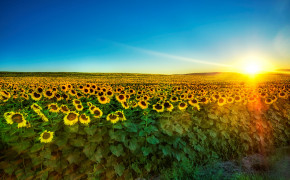 Sunflower Sunflower Farm Wallpaper HD 23702
