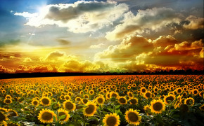 Sunflower Sunset Widescreen Wallpapers 23725