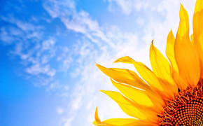 Sunflower Sunrise HD Desktop Wallpaper 23710