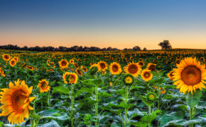 Sunflower Sunflower Farm Widescreen Wallpapers 23704