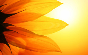 Sunflower Sunrise HQ Desktop Wallpaper 23715