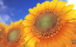 Cute Sunflower Background Wallpaper 23455