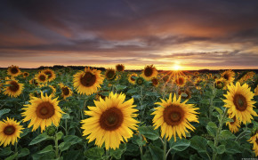 Sunflower Sunflower Farm HD Desktop Wallpaper 23696