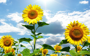 Sunflower Sunrise Background Wallpaper 23705