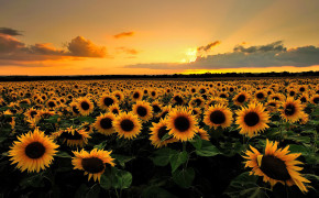Sunflower Sunset Desktop Wallpaper 23721