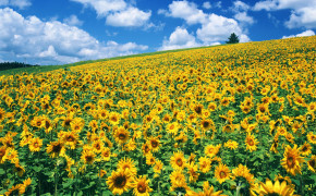 Sunflower Sunflower Farm HQ Desktop Wallpaper 23701