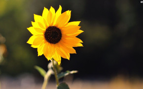 Cute Sunflower Wallpaper HD 23462