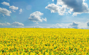 Sunflower Field Best Wallpaper 23684
