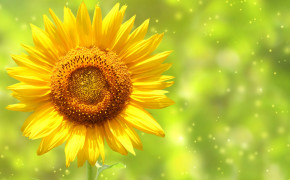 Cute Sunflower Best Wallpaper 23456