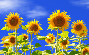 Sunflower Field Wallpaper 23689