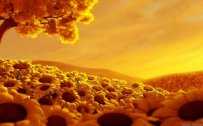 Sunflower Sunrise High Definition Wallpaper 23713