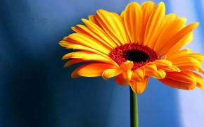 Cute Sunflower HD Wallpaper 23459